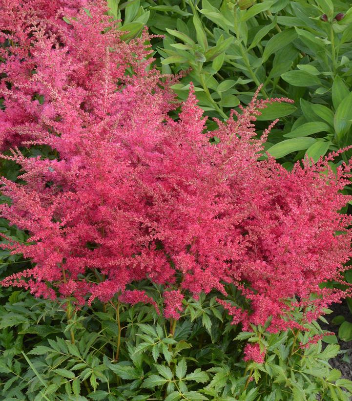Astilbe x Younique™ 'Ruby Red'