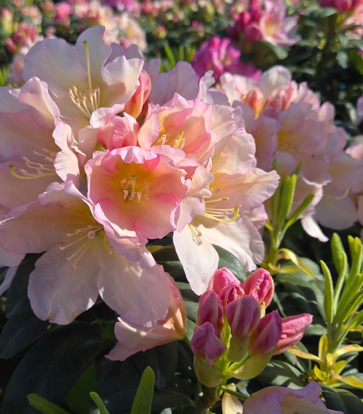 Rhododendron Holden's™ Peach