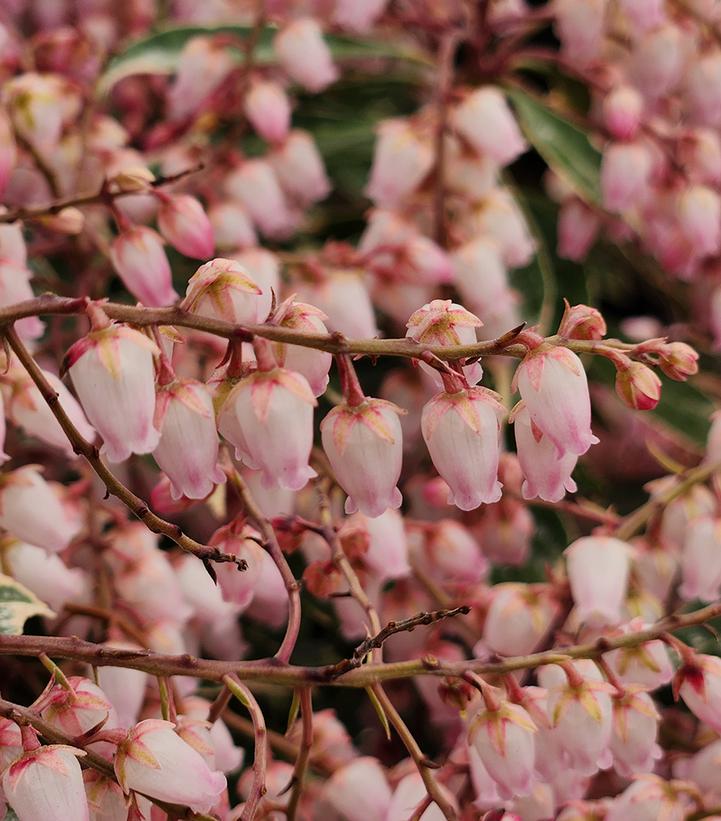 Pieris jap. Pink Frost