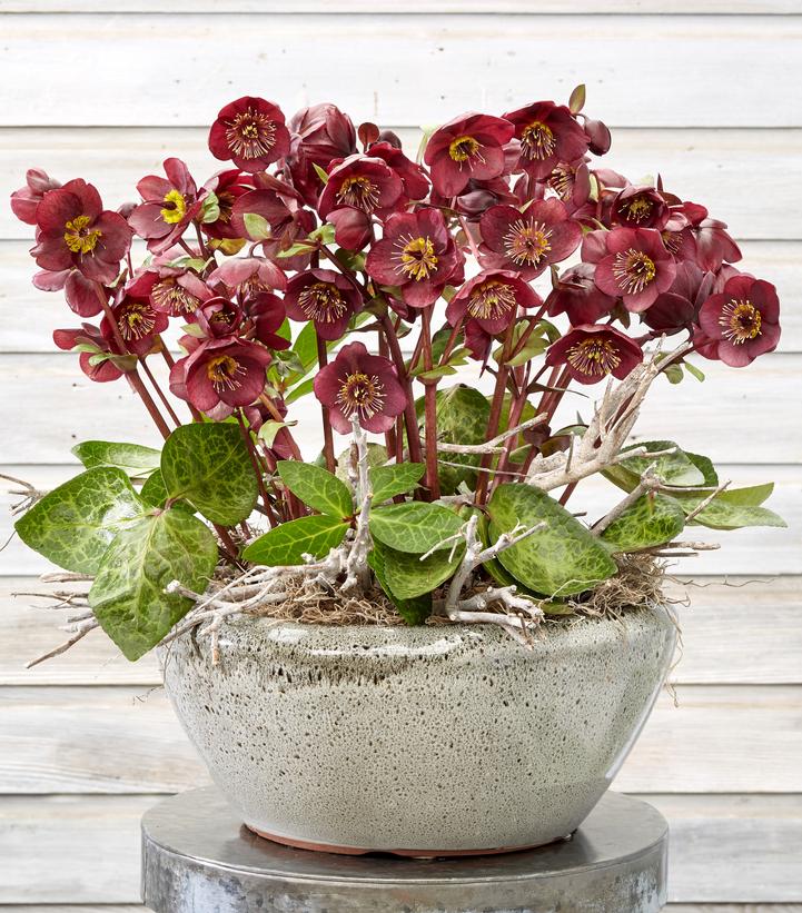 Helleborus x Frostkiss® Vibey Velvet™
