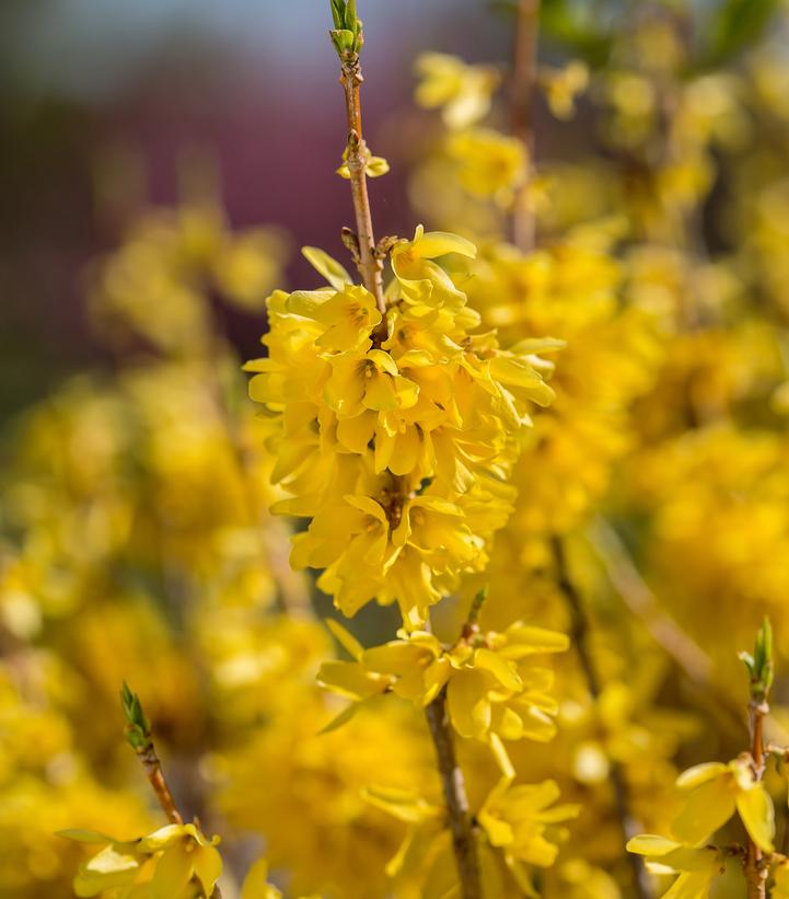 Forsythia Spring Fling®