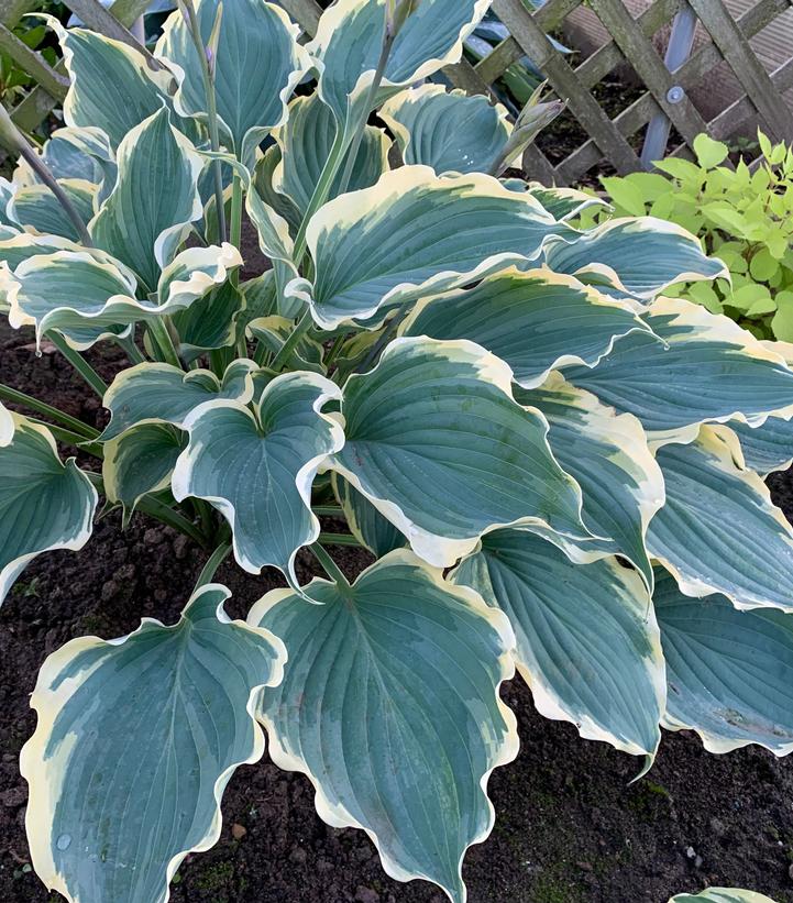 Hosta x Shadowland® 'Hope Springs Eternal'
