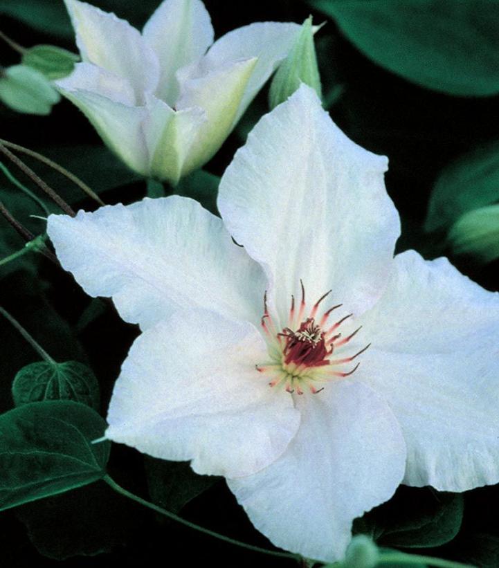 Clematis x 'Snow Queen'