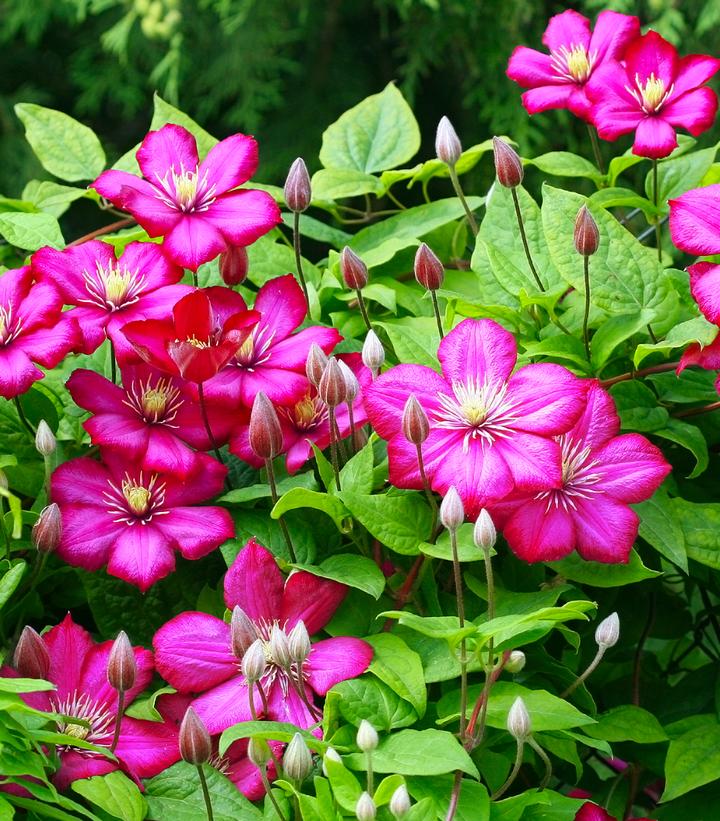 Clematis x 'Rouge Cardinal'