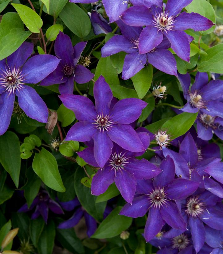 Clematis x 'The President'