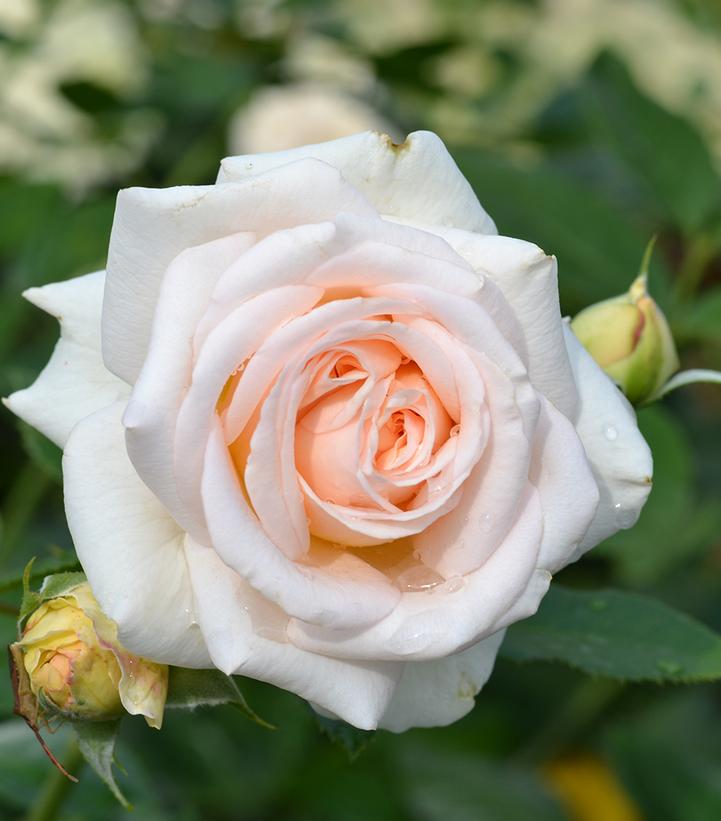 Rosa Showpiece™ Champagne