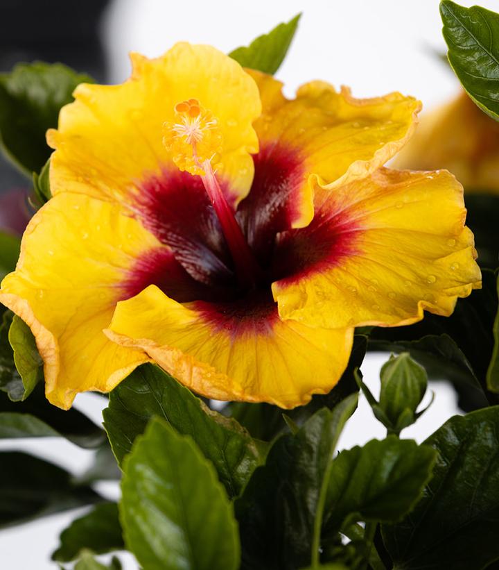Image Credit: Spring Meadow Nursery
