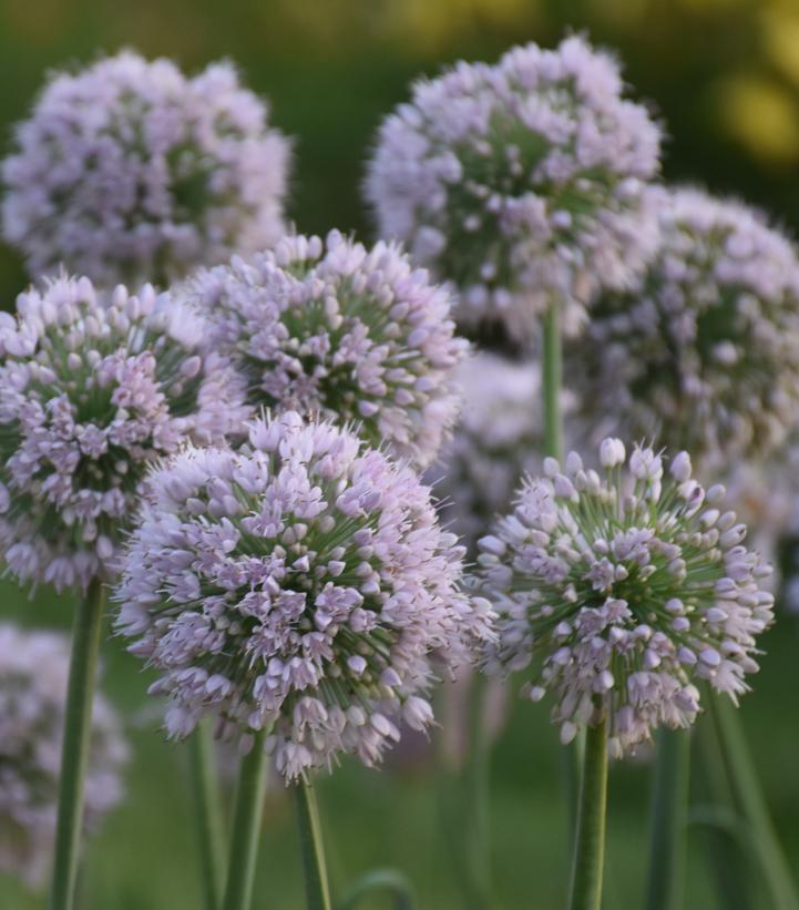 Image Credit: Walters Gardens