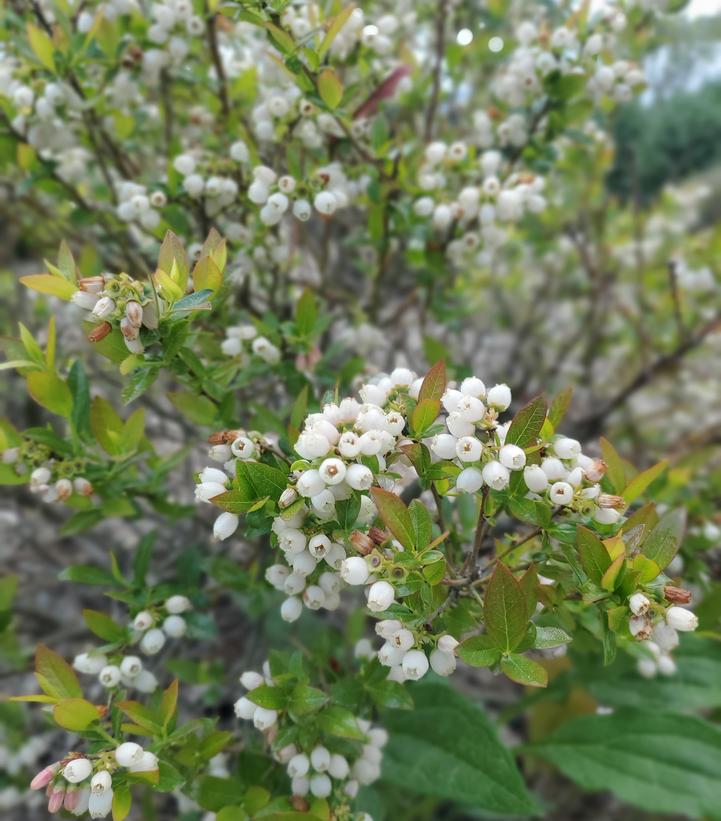 Image Credit: Prides Corner Farms