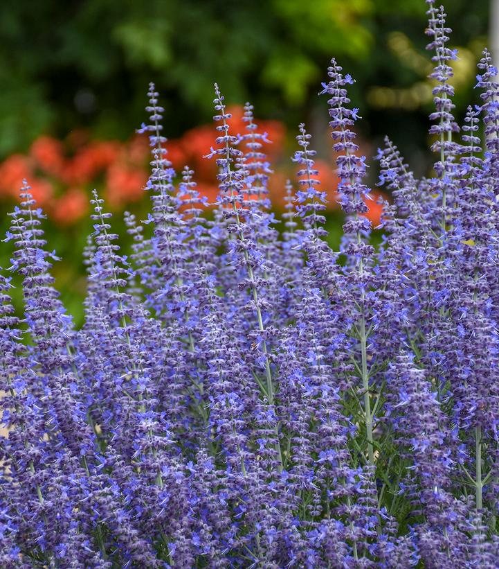 Image Credit: Walters Gardens