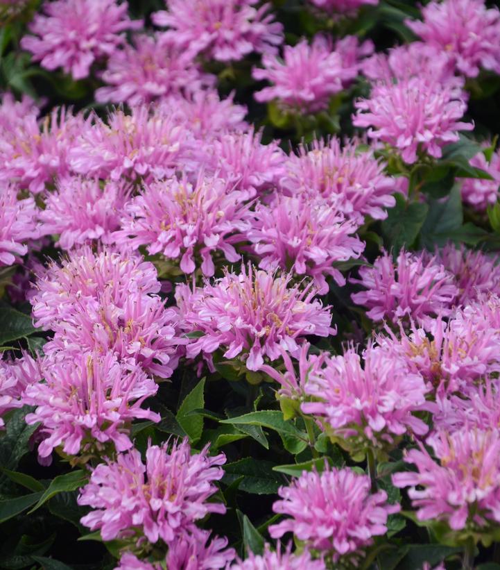 Image Credit: Walters Gardens