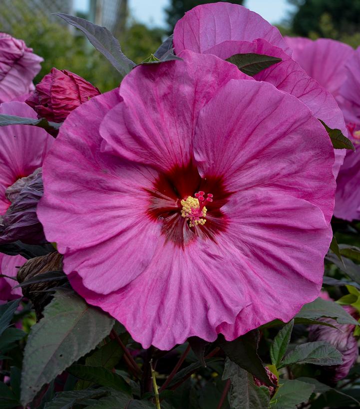 Image Credit: Walters Gardens