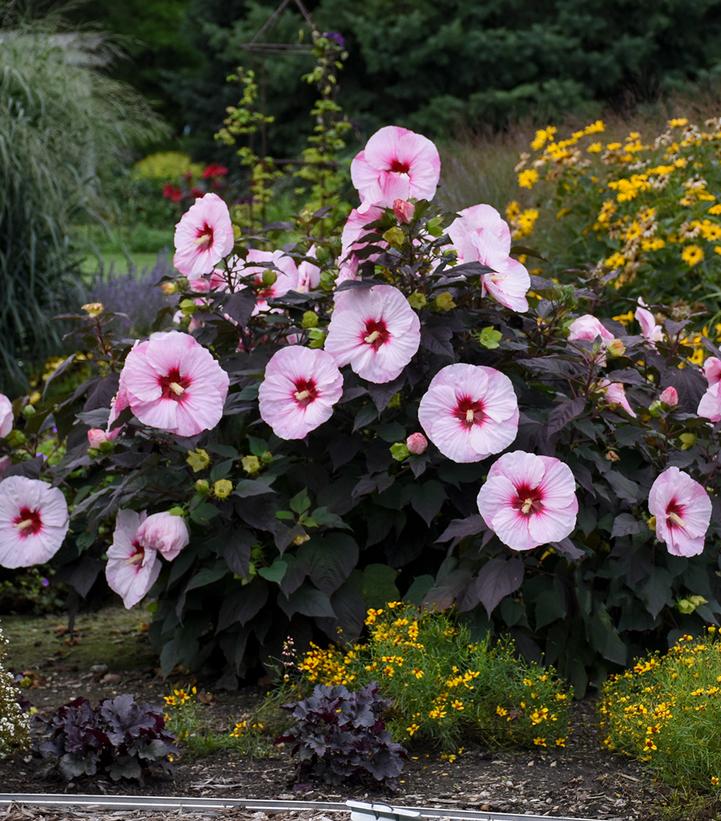 Image Credit: Walters Gardens