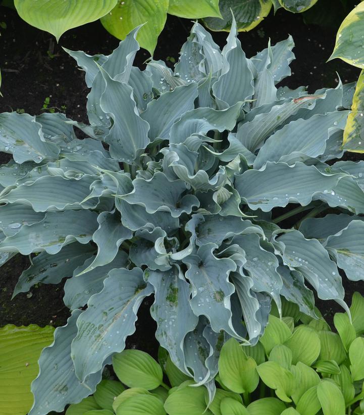 Image Credit: Walters Gardens