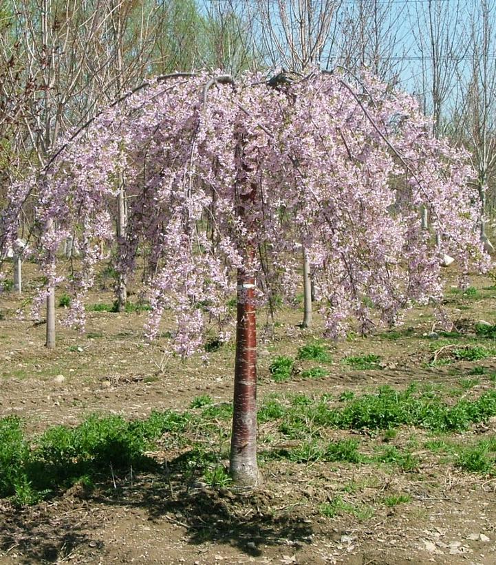 Image courtesy of Spring Meadow Nursery