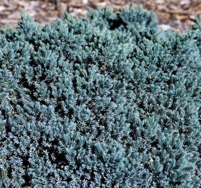 Image Credit: Bailey Nurseries