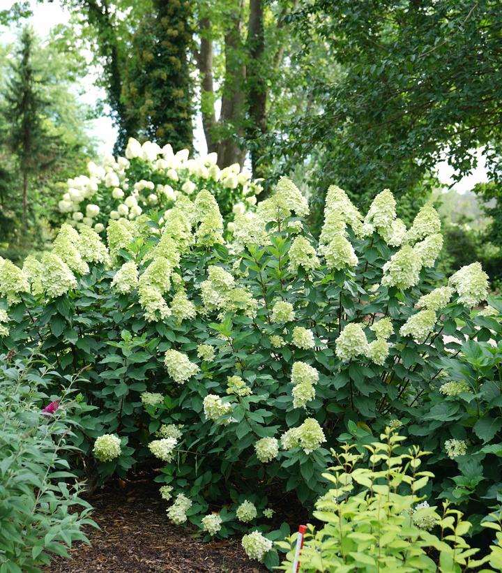 Image Credit: Spring Meadow Nursery