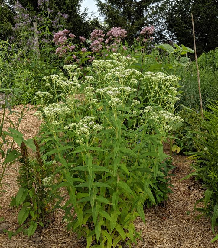 Image Credit: Prides Corner Farms
