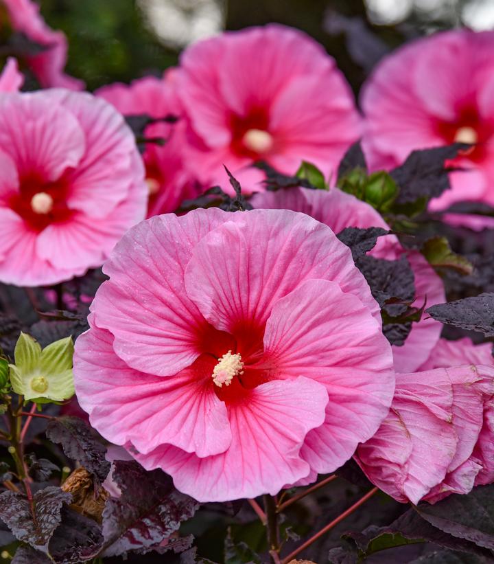 Image Credit: Walters Gardens