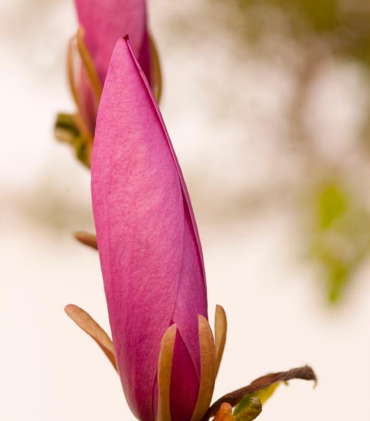 Image Credit: Bailey Nursery