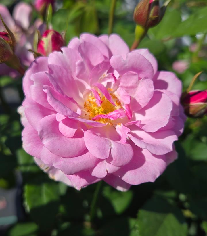 Image Credit: Prides Corner Farms