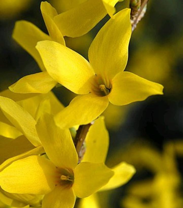 Image Credit: Plants Nouveau