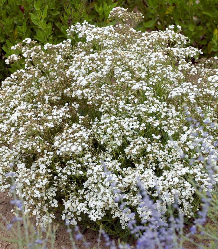 Image Credit: Walters Gardens
