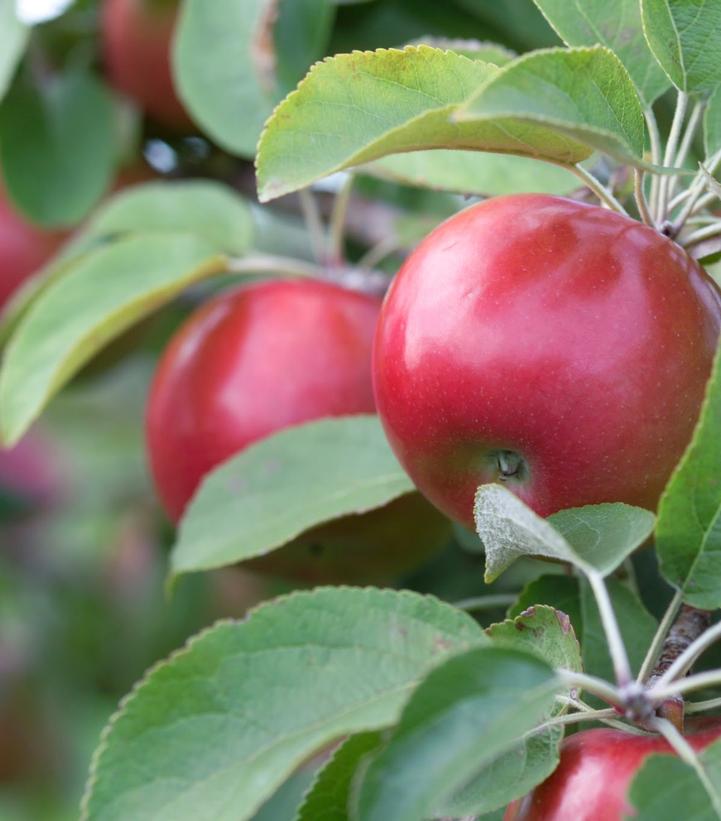 Image Credit: University of Minnesota