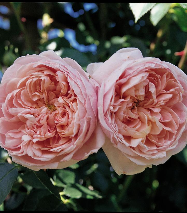 Image Credit: Star Roses and Plants