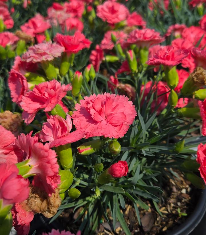 Image Credit: Prides Corner Farms