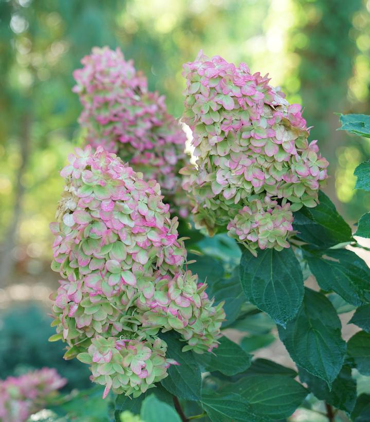 Image Credit: Spring Meadow Nursery