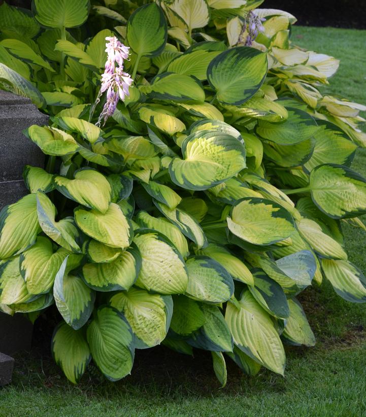 Image Credit: Walters Gardens