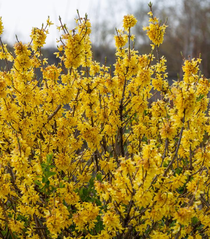 Image Credit: Bailey Nurseries