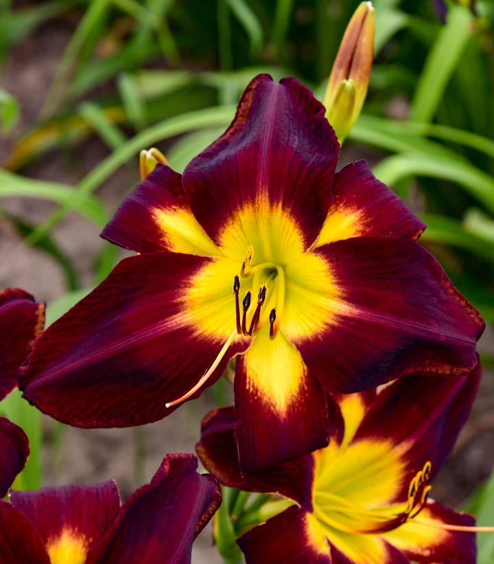 Image Credit: Walters Gardens