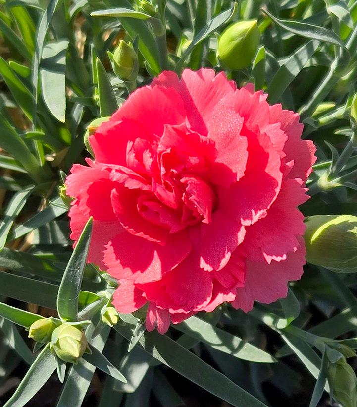 Image Credit: Prides Corner Farms