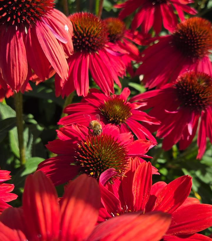 Image Credit: Prides Corner Farms