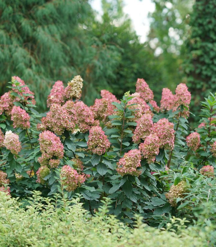 Image Credit: Spring Meadow Nursery