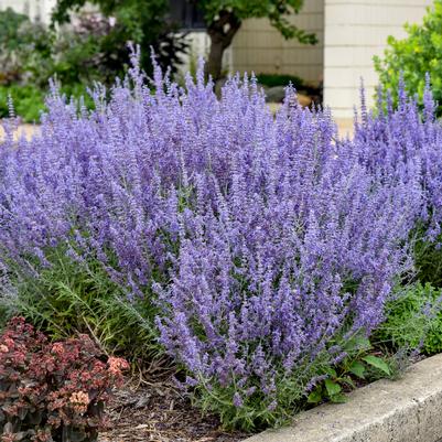 Perovskia atriplicifolia Denim 'n Lace