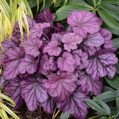 Heuchera Primo® 'Wild Rose'