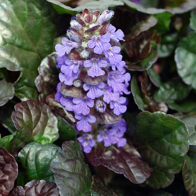Ajuga reptans Black Scallop